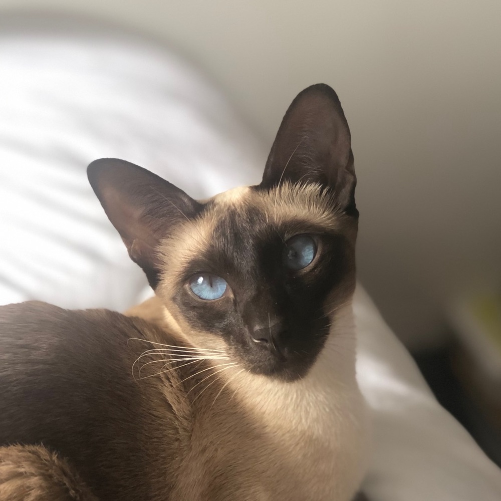 Meet your Posher, Thomas
